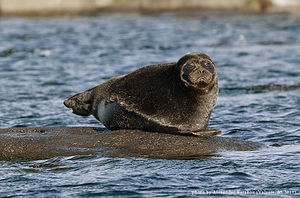 413px-The freshwater ringed seals. lake Ladoga.jpg