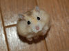 Your cute hamster-6.jpg