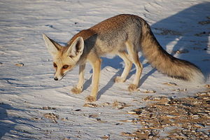 413px-Rüppell's fox.jpg