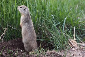 Richardson's Ground Squirrel (6128845571).jpg