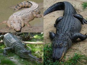 Crocodilia collage.jpg