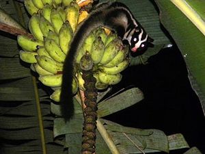 398px-Striped Possum on bananas edited.jpg