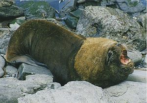 413px-Male southern sea lion.jpg